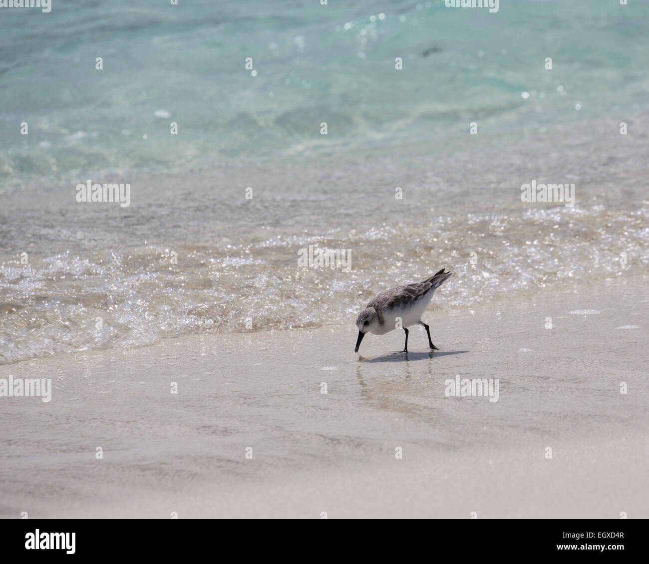 Greater sand plover (Charadrius leschenaultii) feeding on a beach in the Maldives Stock Photo