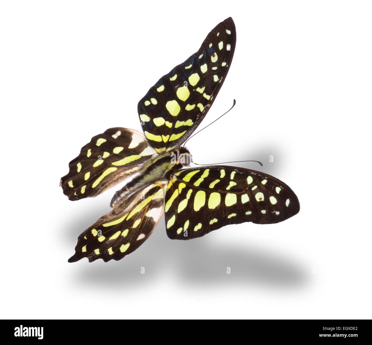 Butterfly isolated on white Stock Photo - Alamy