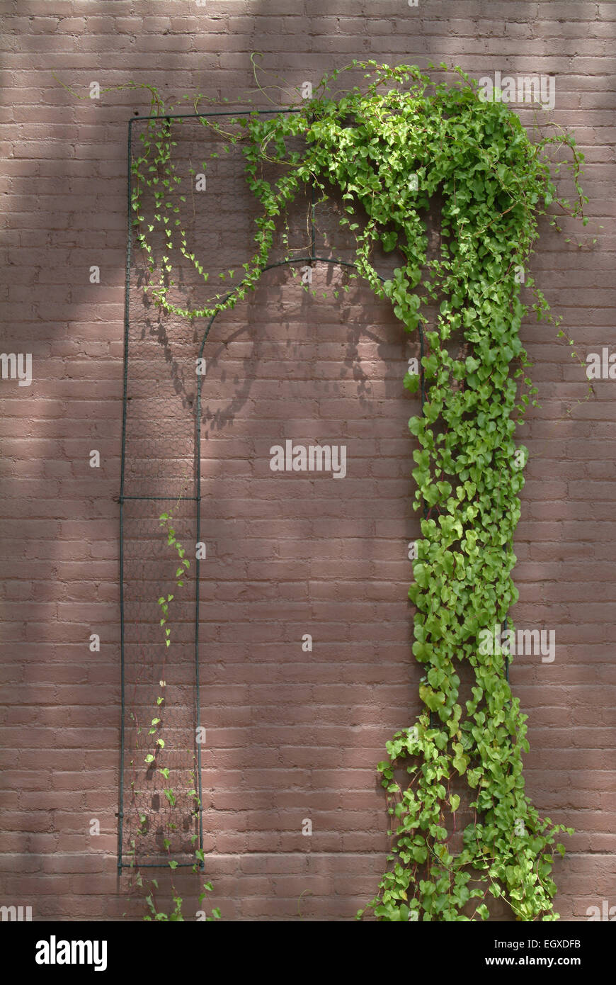 Vines on brick wall hires stock photography and images Alamy