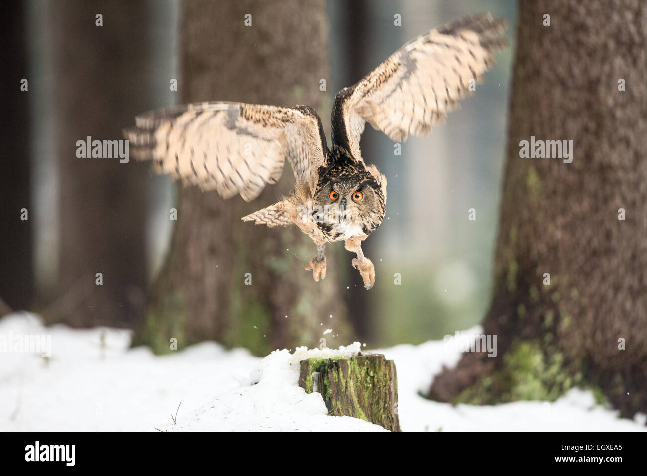Eurasian Eagle Owl (Bubo bubo) flying through a forest in snow Stock Photo