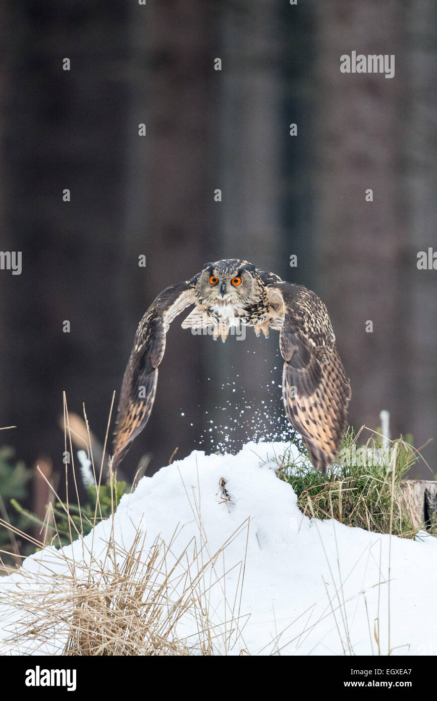 Eurasian Eagle Owl (Bubo bubo) flying through a forest in snow Stock Photo