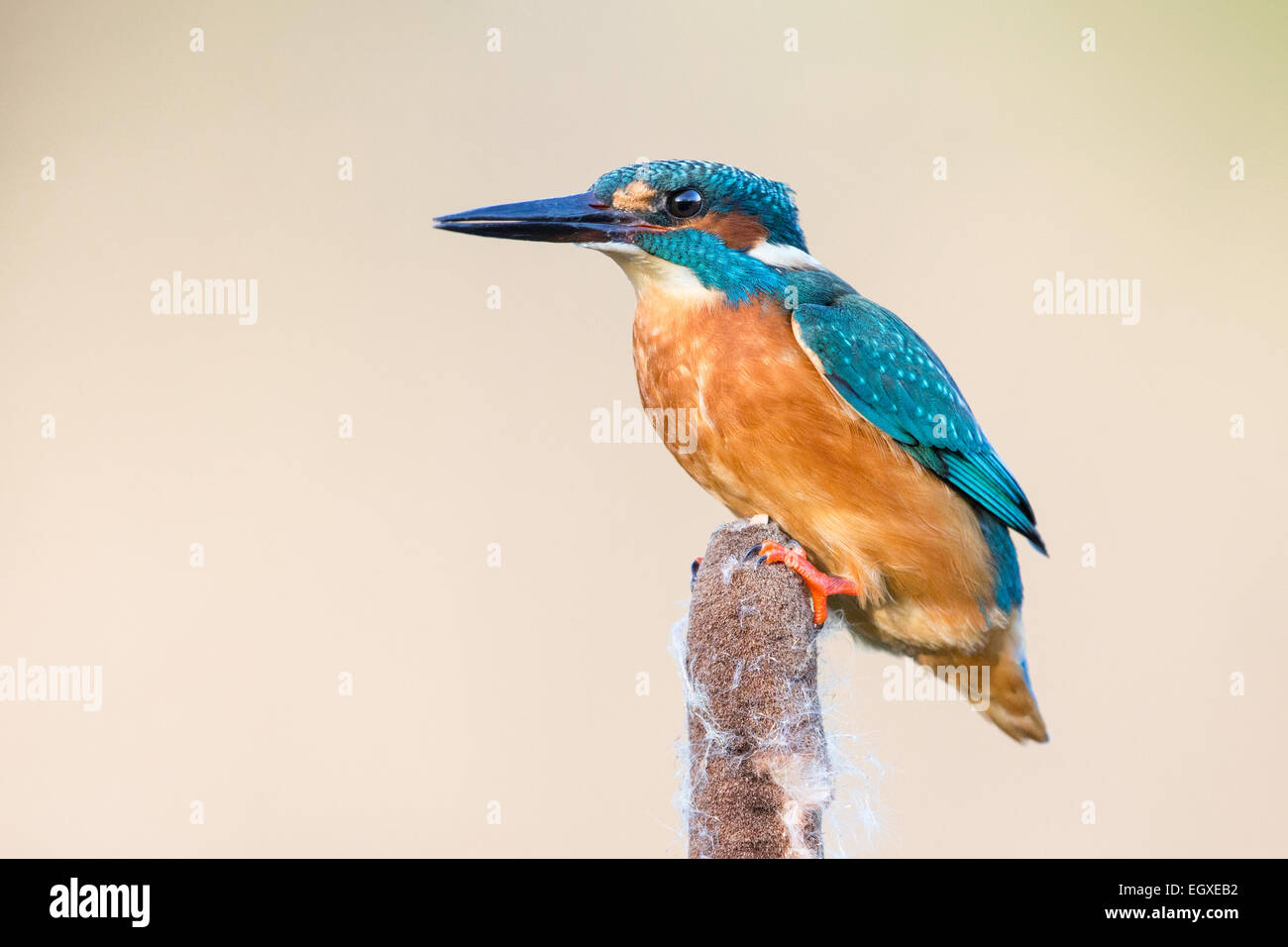 Common Kingfisher (Alcedo atthis) perching on top of a Bulrush (Schoenoplectus lacustris) Stock Photo