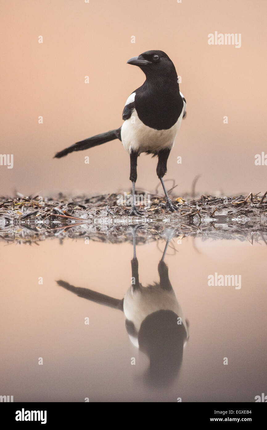 Eurasian Magpie (Pica pica) standing at the edge of a pool Stock Photo