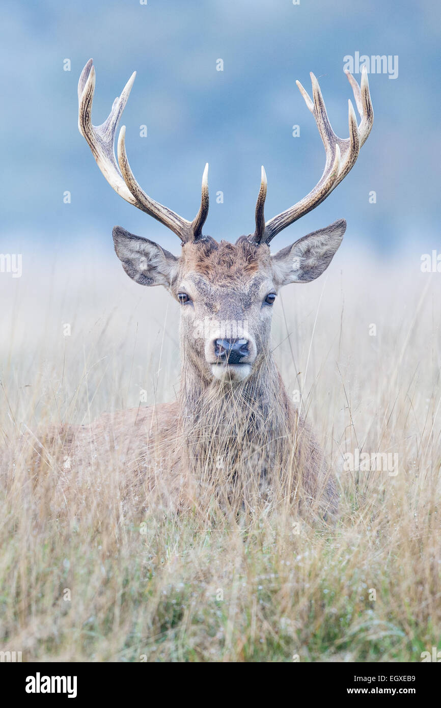 Red Deer (Cervus elaphus) stag laying in grassland Stock Photo