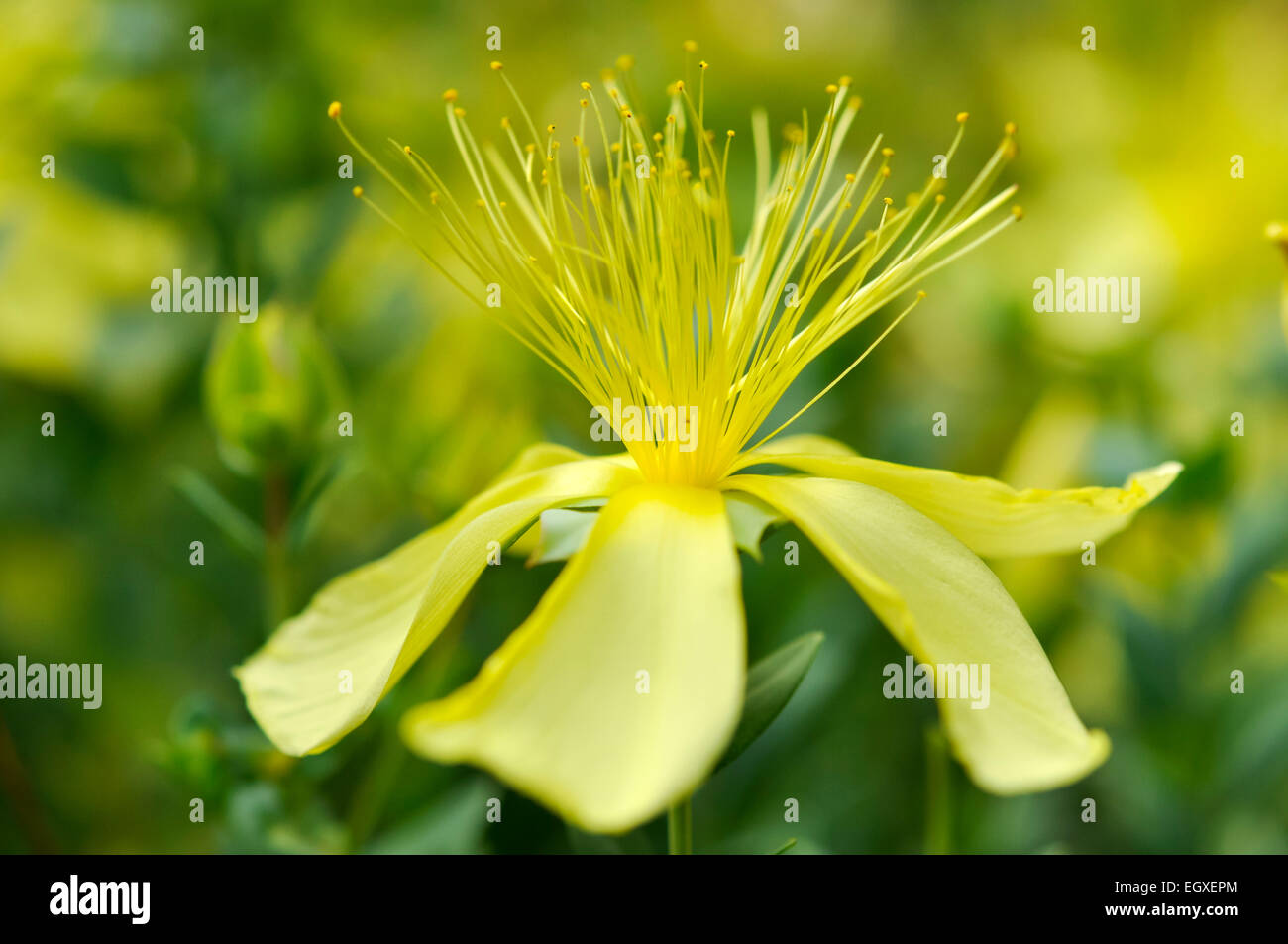 Hypericum olympicum 'Citrinum' with pale yellow petals and long stamens. Stock Photo