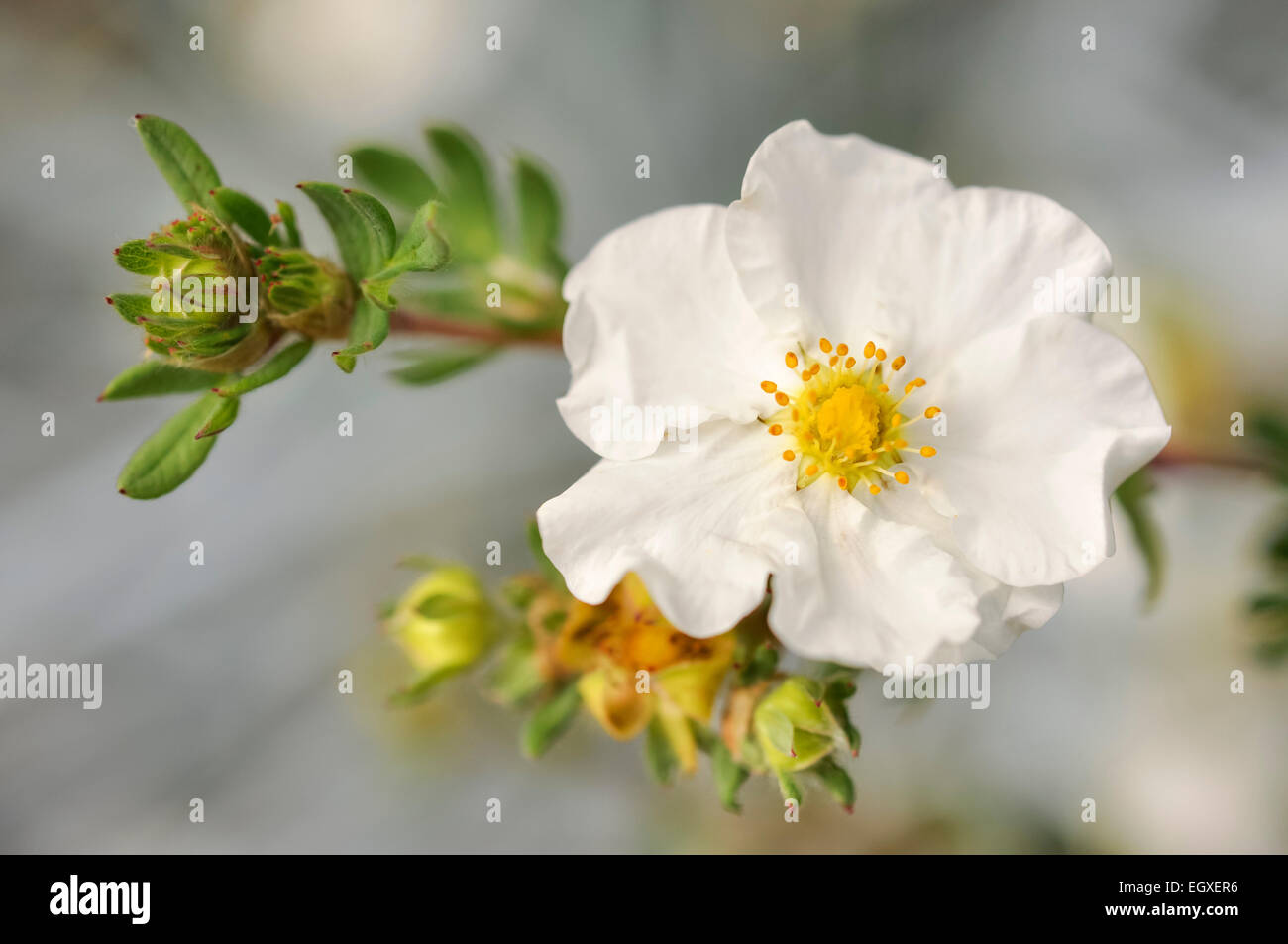White flowering shrubby Potentilla, Potentilla Fruticosa with soft background. Stock Photo