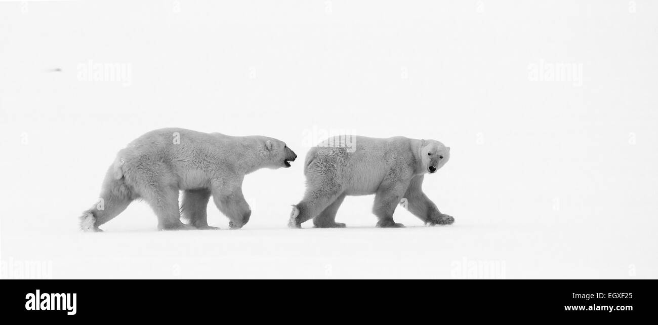 Two polar bears go after each other in Canada. Churchill National Park Stock Photo