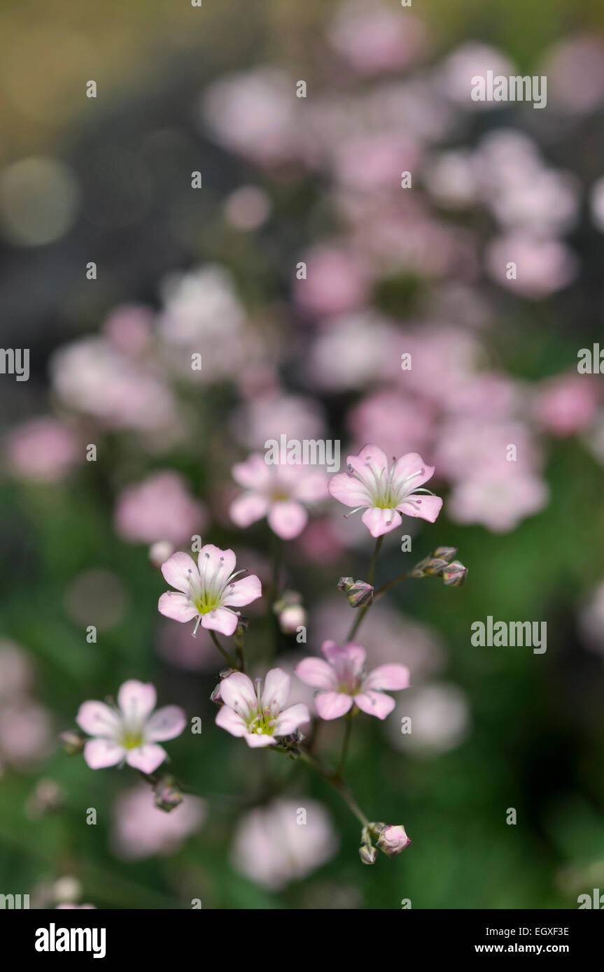 Pale pink Gypsophila repens with dainty flowers on fine stems. Soft blurry background. Stock Photo