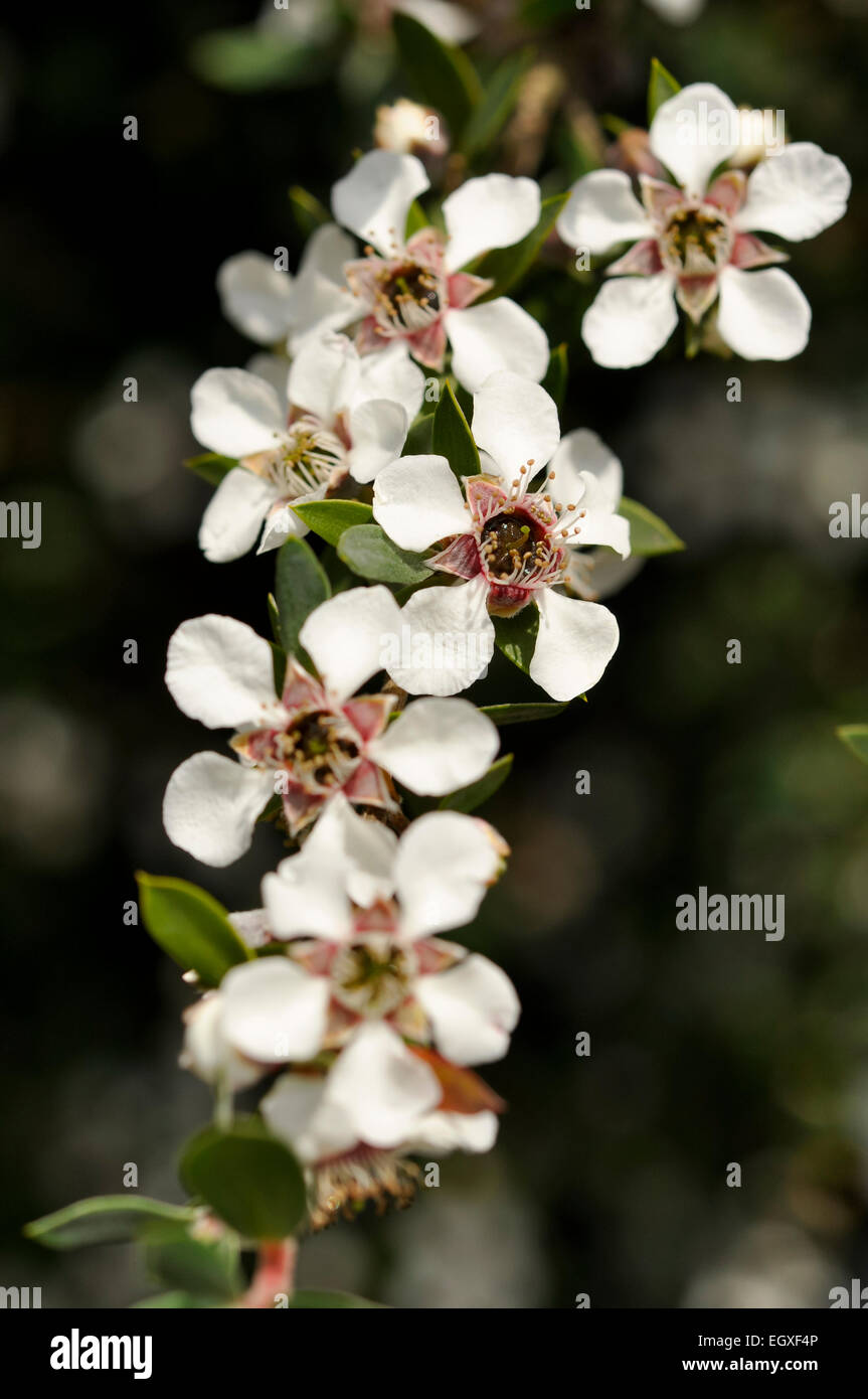 Small white Cotoneaster flowers in close up. Stock Photo