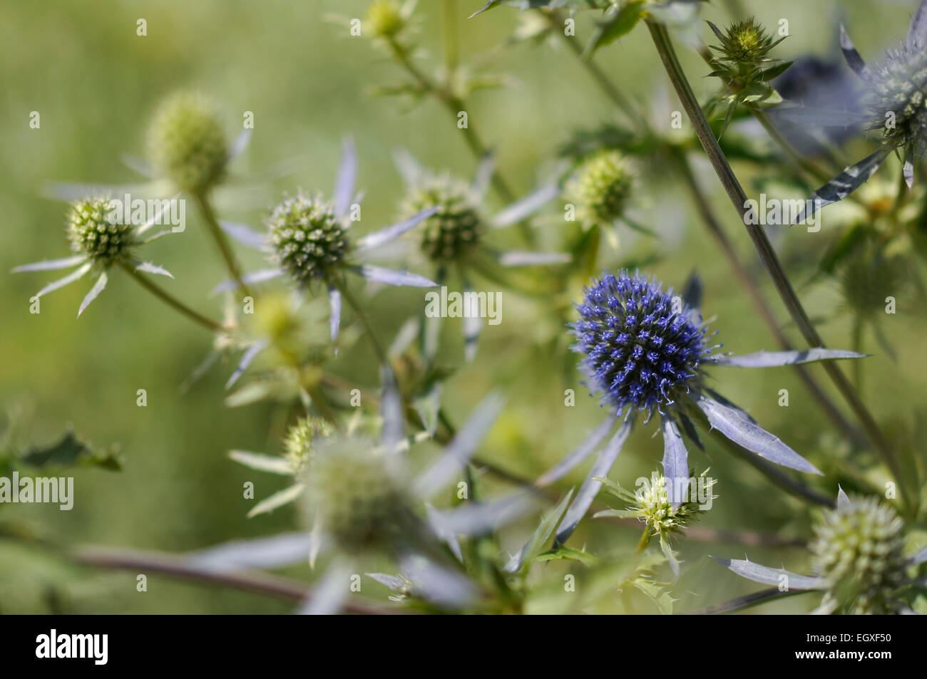 Blue Eryngium Planum flower heads with soft green background. Stock Photo