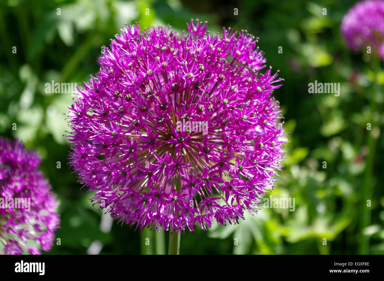 Globe shaped Allium flower head Stock Photo Alamy
