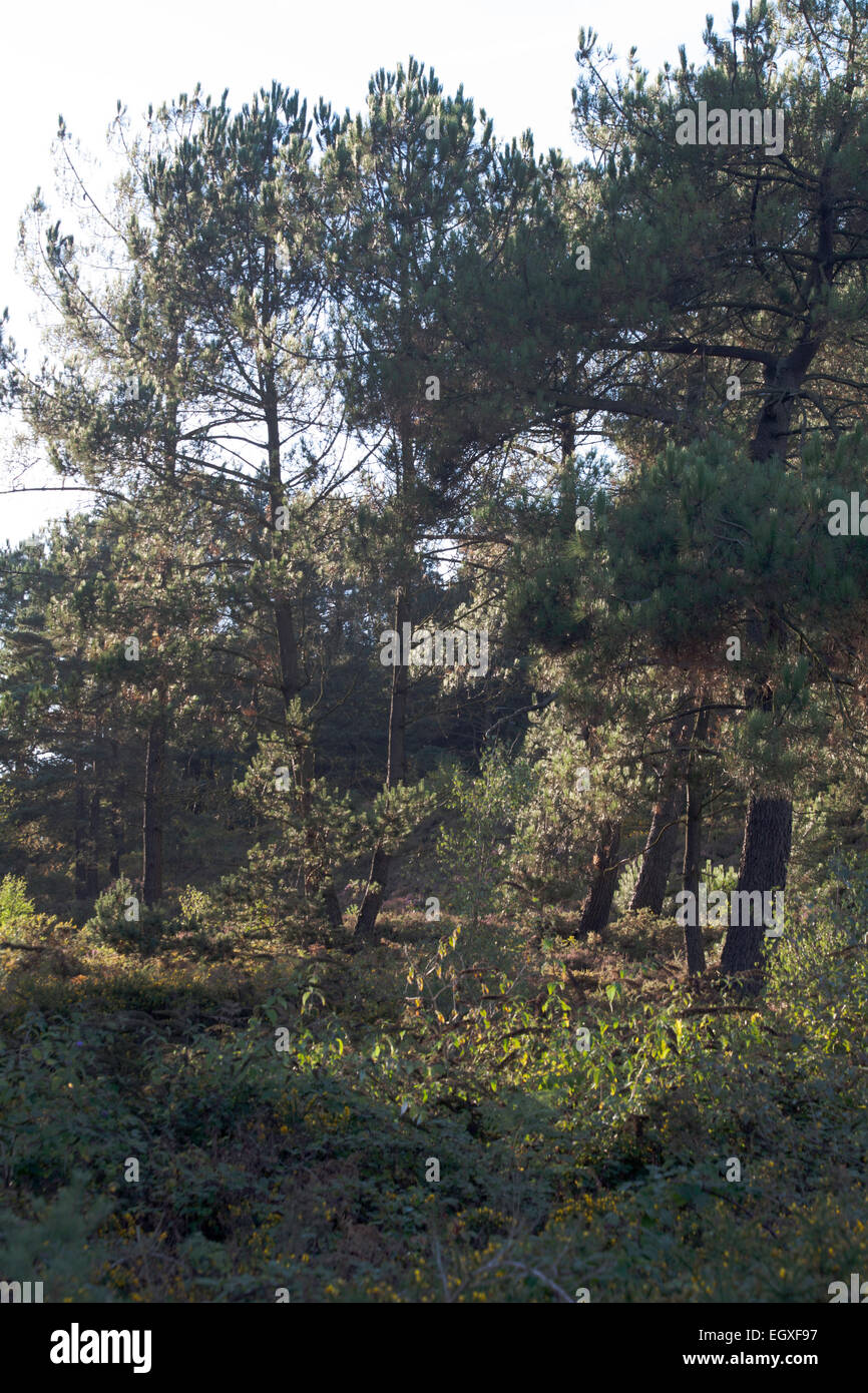 Scots Pine Wood Trees Canford Heath Poole Dorset England Stock Photo