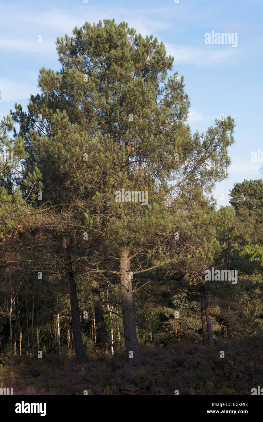 Scots Pine Wood Trees Canford Heath Poole Dorset England Stock Photo