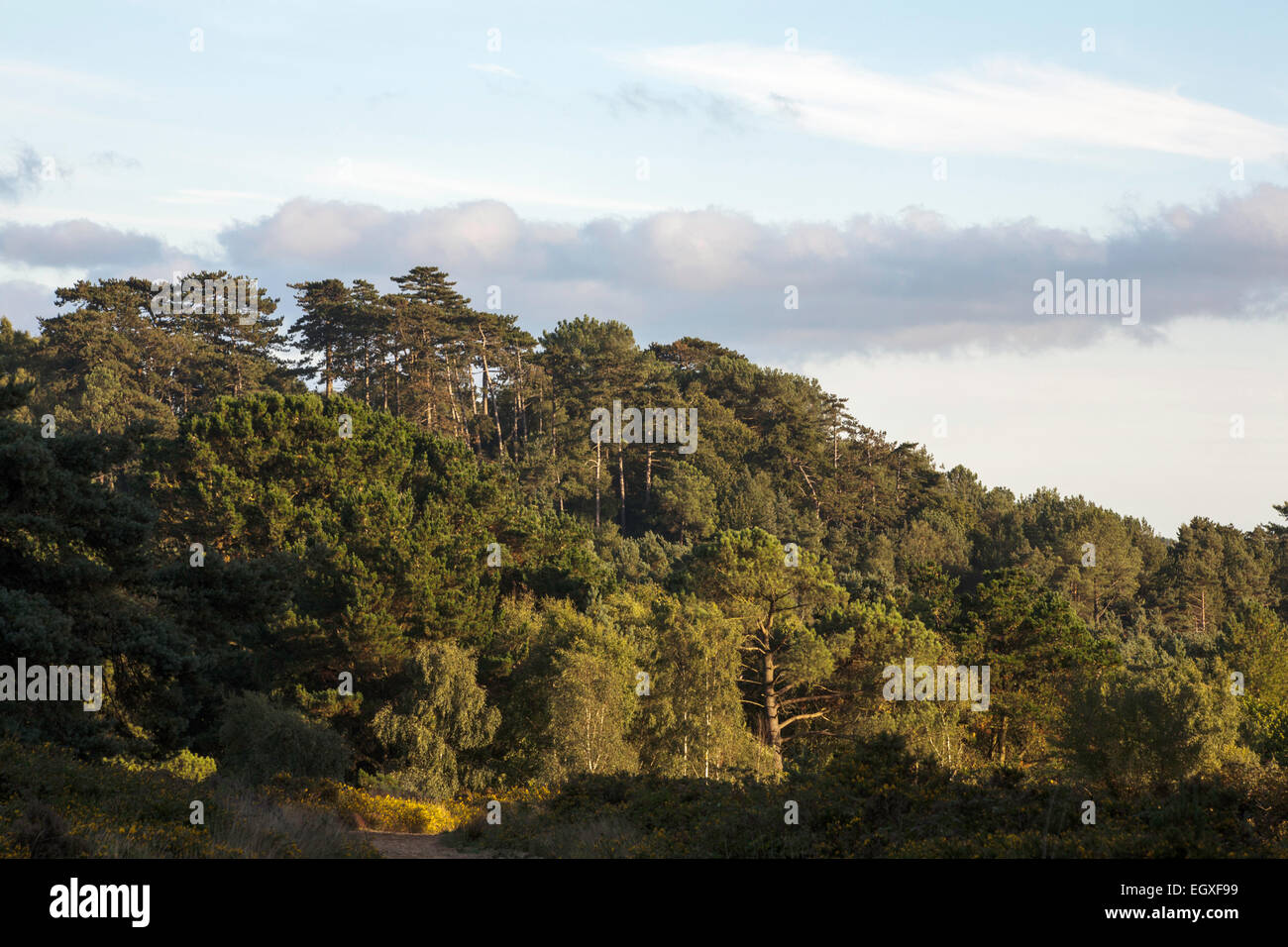Scots Pine Wood Trees Canford Heath Poole Dorset England Stock Photo