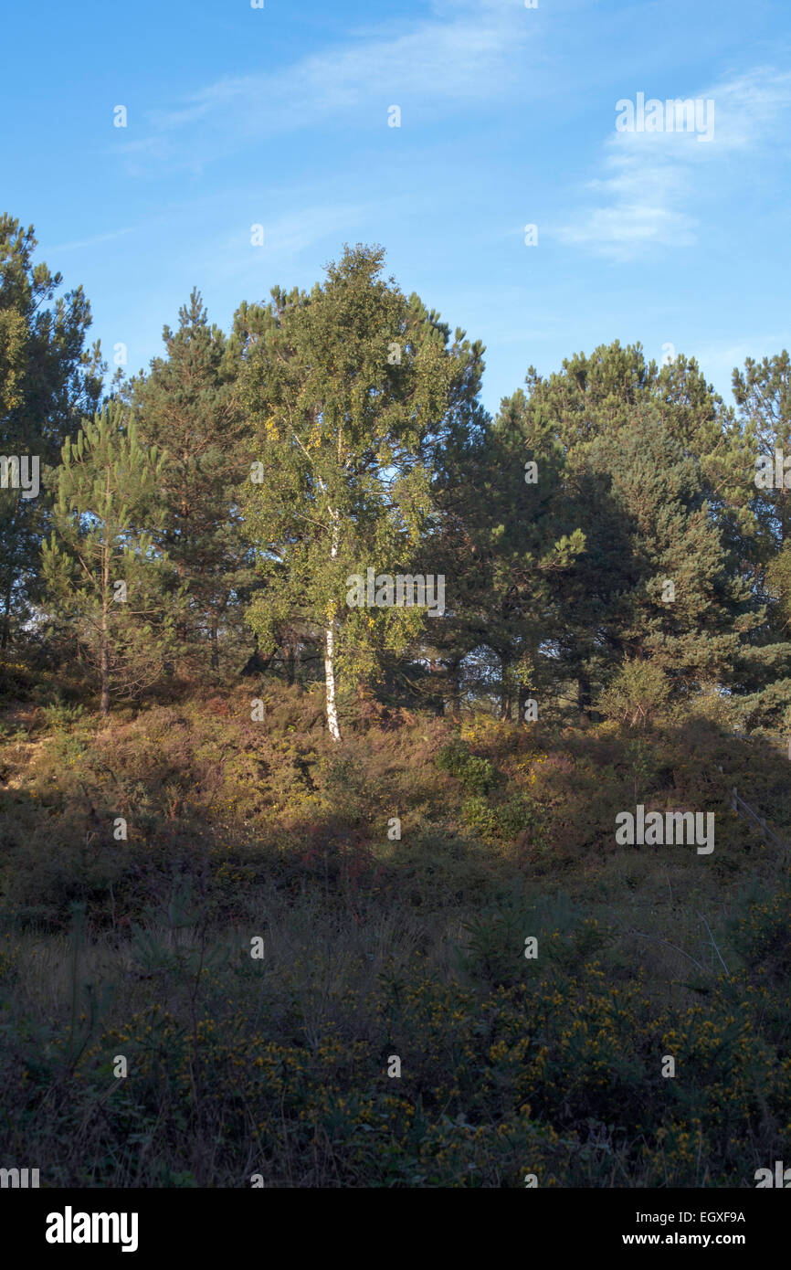 Scots Pine Wood Trees Canford Heath Poole Dorset England Stock Photo