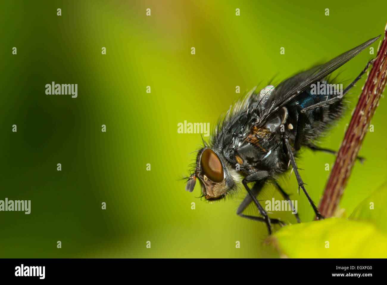 Macro shot with copyspace of Calliphora vicina, the bluebottle or blowfly Stock Photo