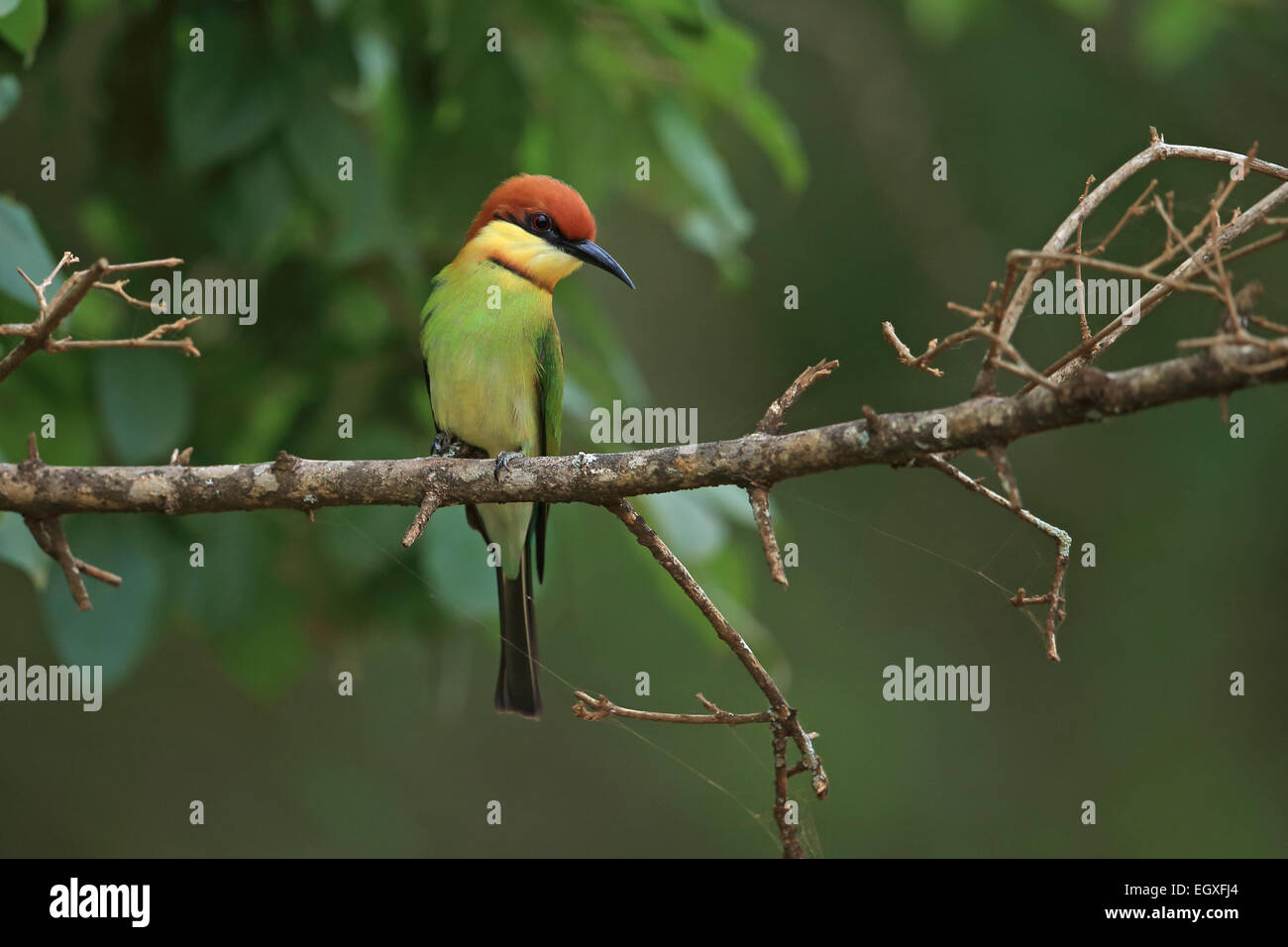Chestnut-headed Bee-eater (Merops leschenaultii) Stock Photo
