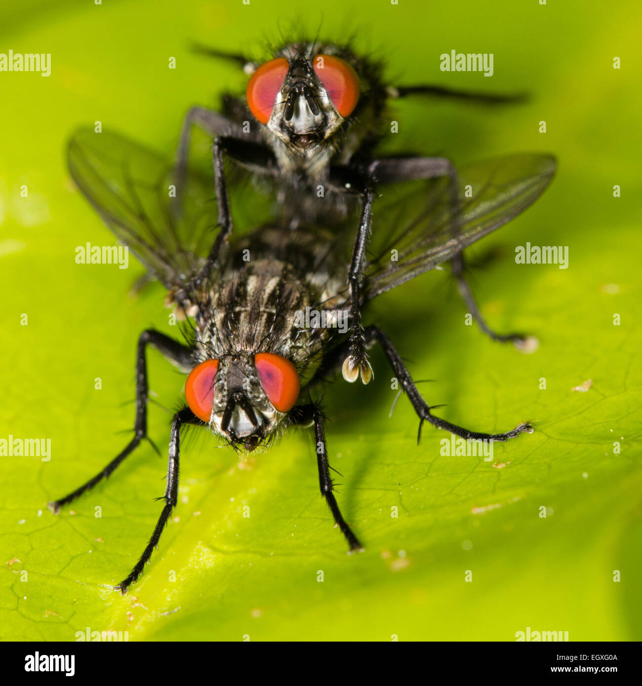 Head on view of mating pair of flesh flies, Sarcophaga sp.  Species ID not confirmable Stock Photo