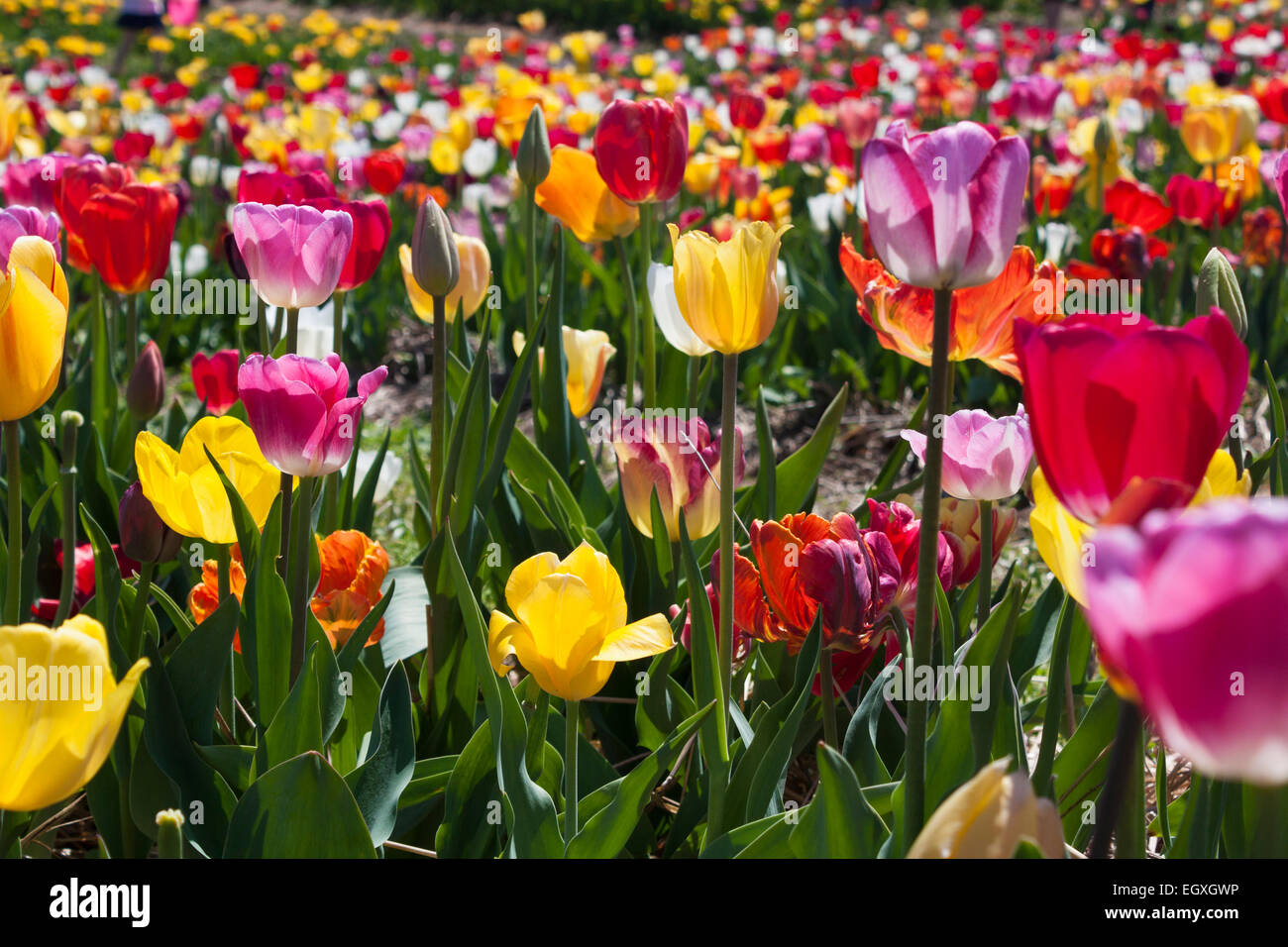 Colorful tulip field in Haymarket, Virginia Stock Photo Alamy