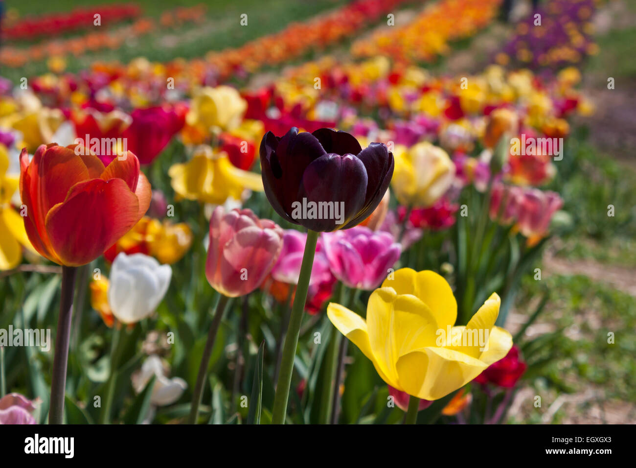 Colorful tulip field in Haymarket, Virginia Stock Photo