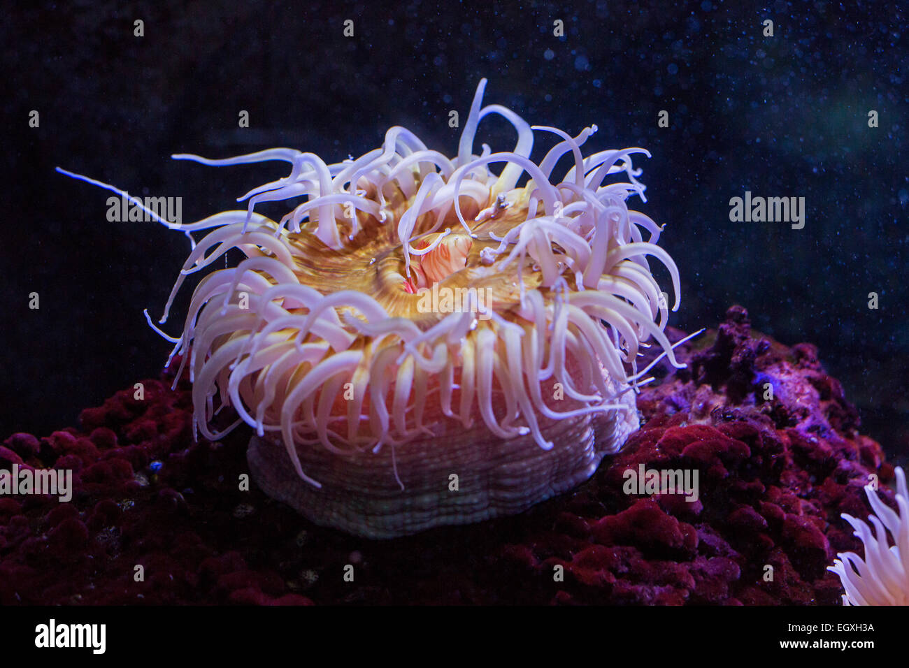 Niagara Falls, New York - A sea anemone at the Aquarium of Niagara. Stock Photo