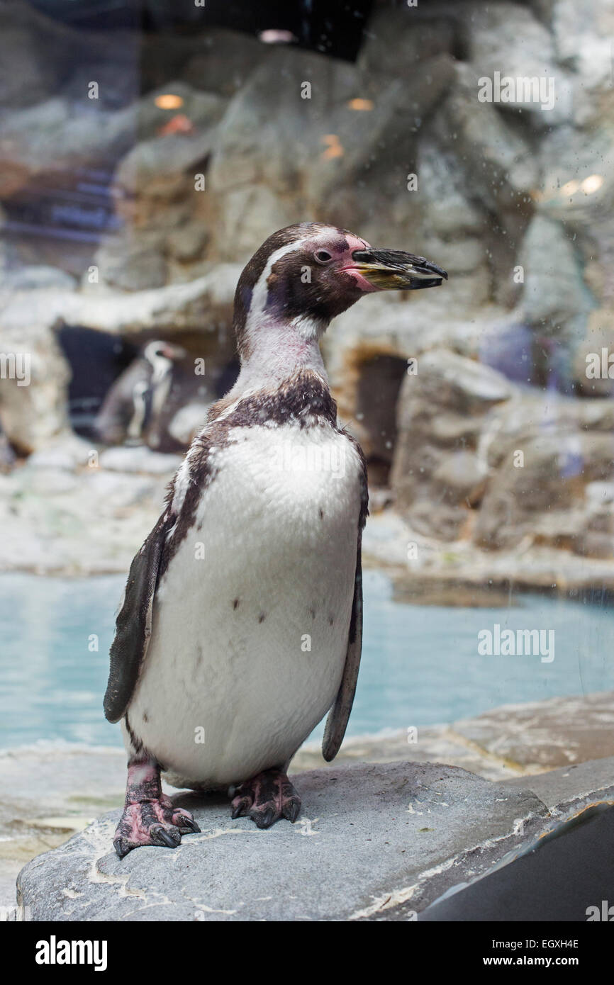 Niagara Falls, New York - A Humboldt penguin at the Aquarium of Niagara. Stock Photo