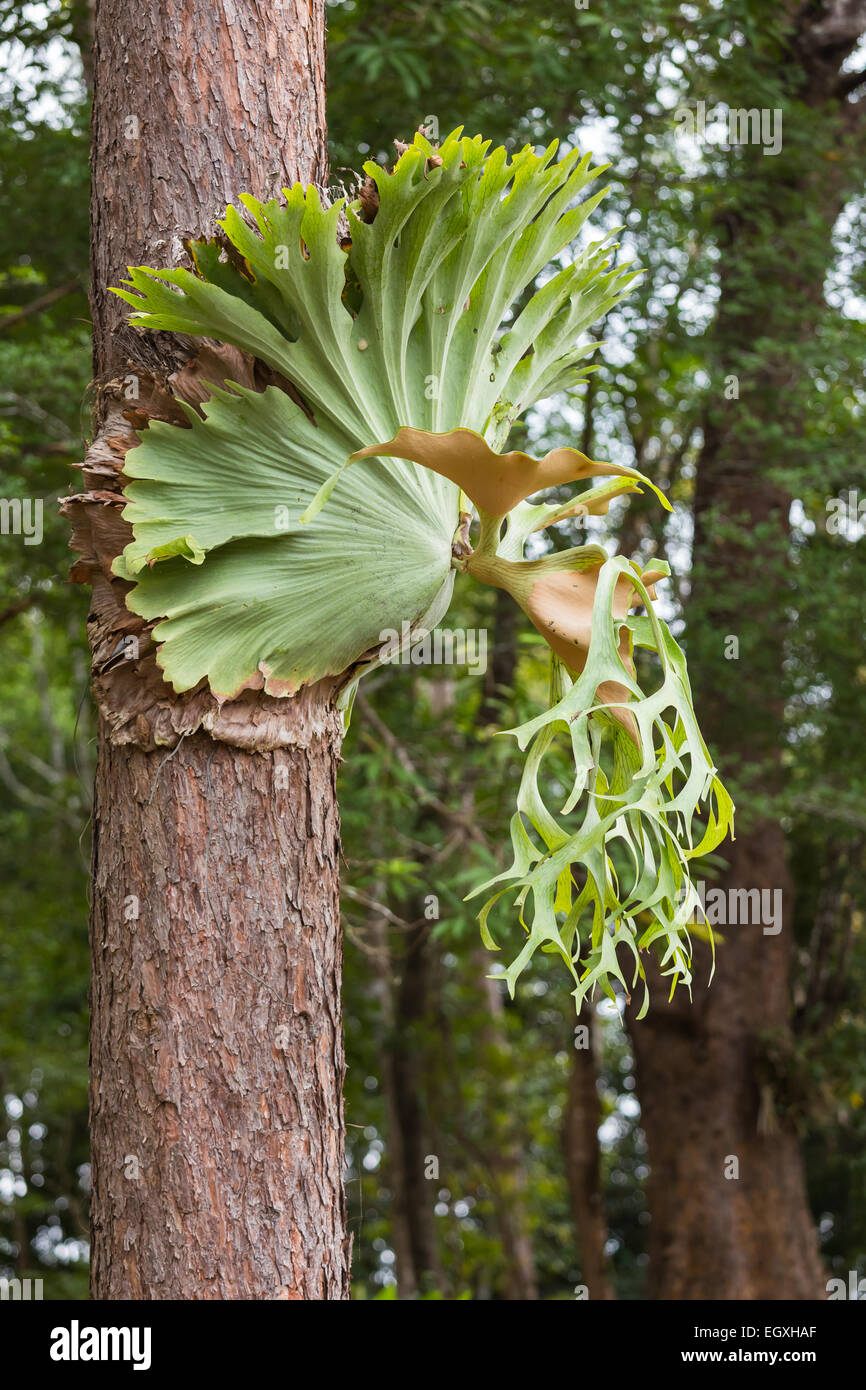 Platycerium ferns. Stock Photo