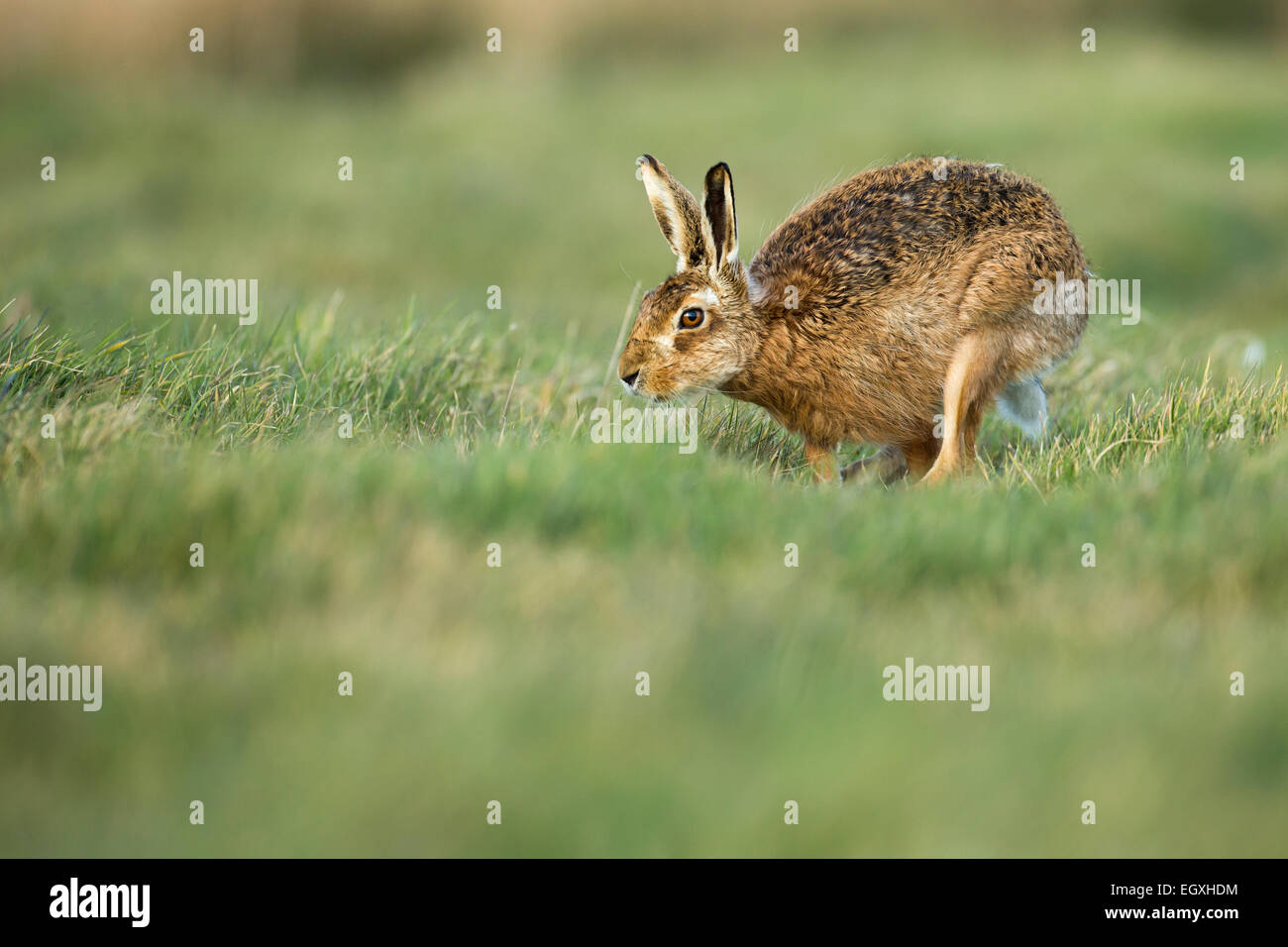 Brown hare (Lepus europaeus) running searching for a female during mating season in March Stock Photo