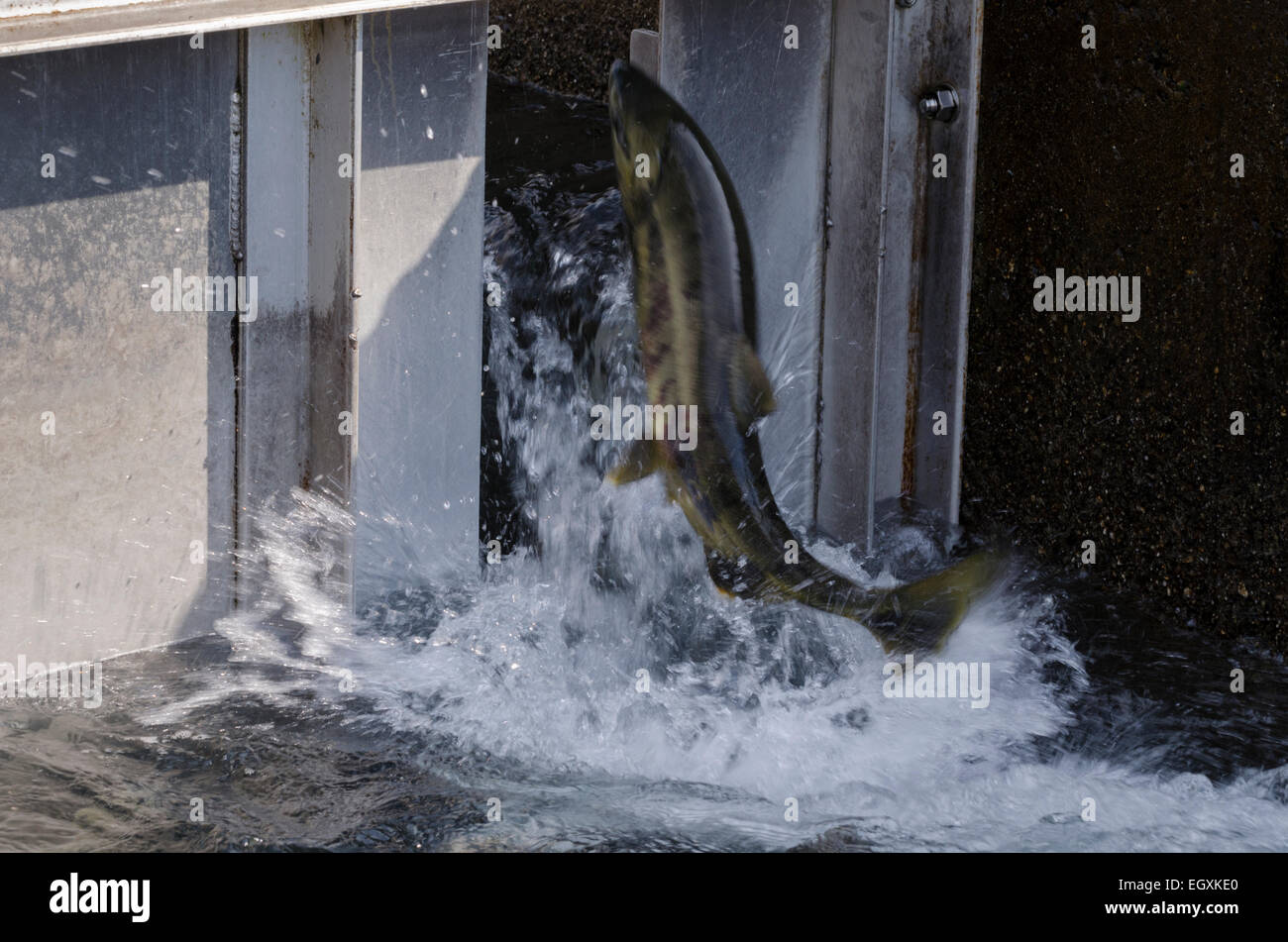 Salmon fish ladder hires stock photography and images Alamy
