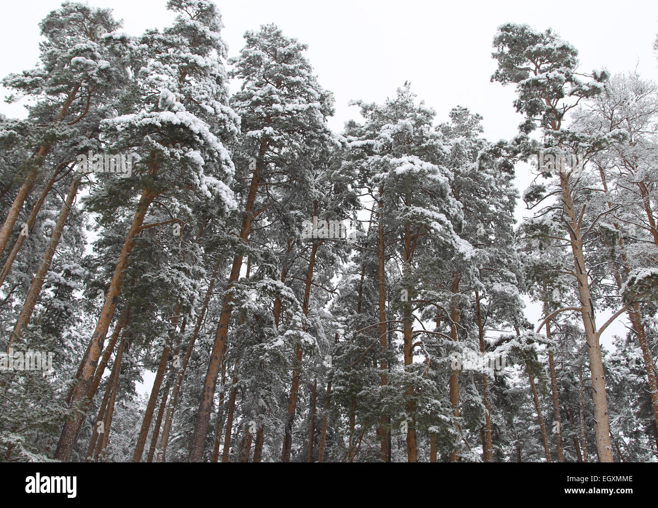 Scenic winter view pine forest hi-res stock photography and images - Alamy