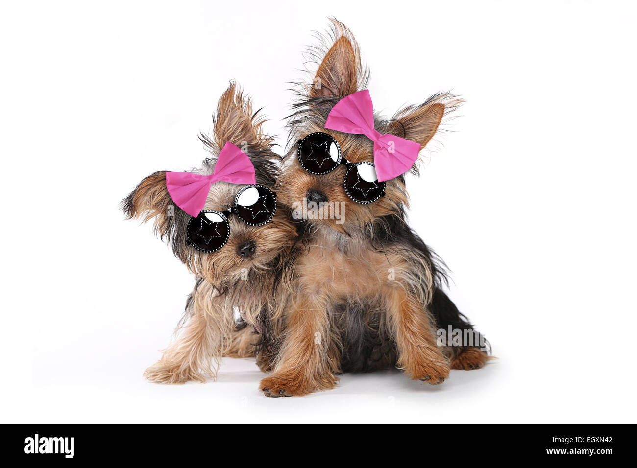 Cute puppies dressed up 2025