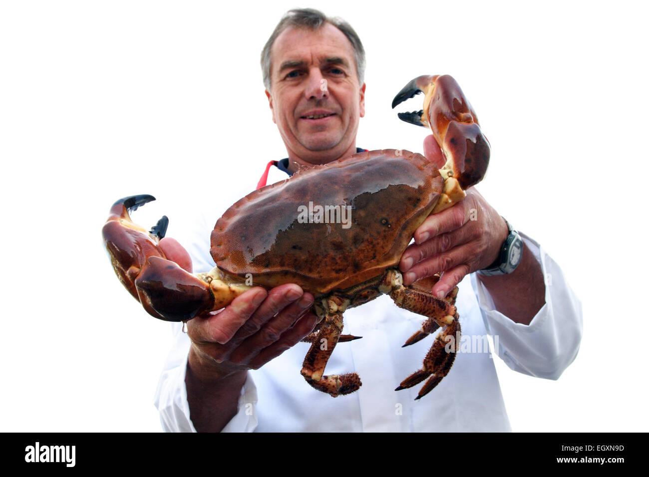 Sean Faulkner of Faulkner Fisheries with part of the day's catch - a huge  spider crab / L'Etacq / Jersey / UK Stock Photo - Alamy
