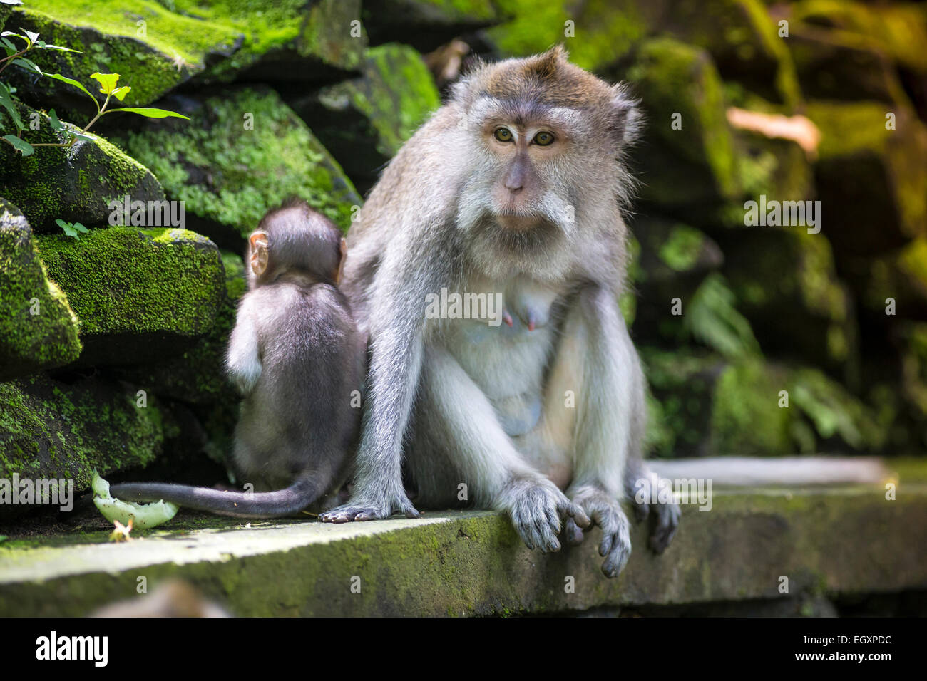 Long Tailed Macaque with her Infant , Sacred Monkey Forest, Ubud. Bali ...