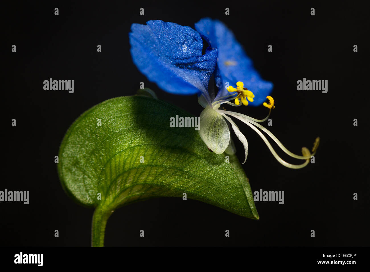Asiatic Dayflower isolated on black background Stock Photo