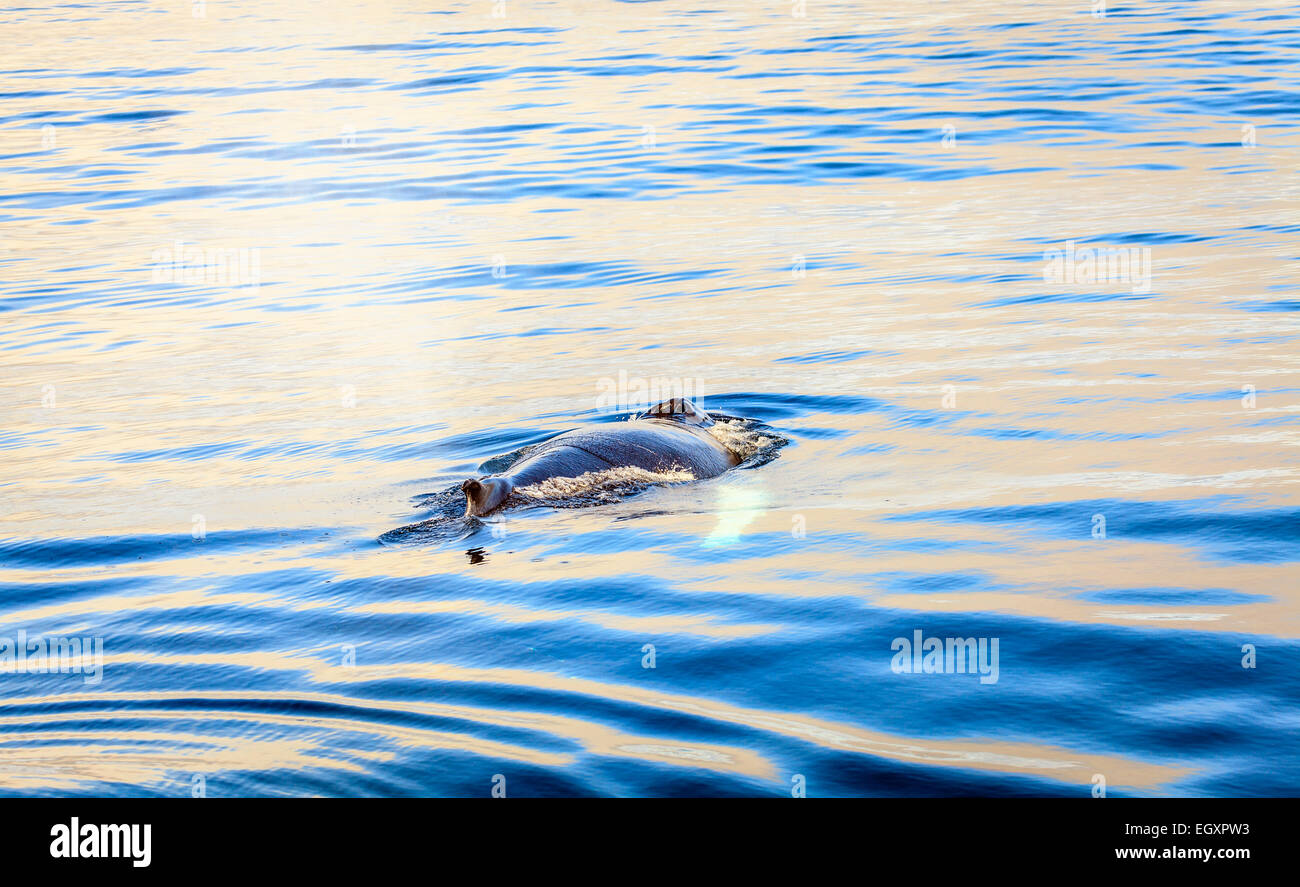 Whale blowhole hi-res stock photography and images - Alamy