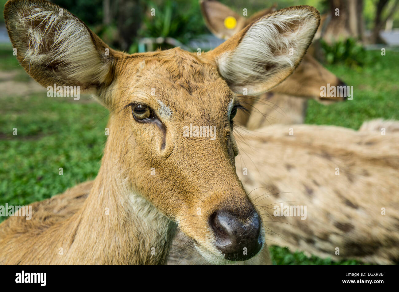 deer Cervidae lay down Stock Photo Alamy