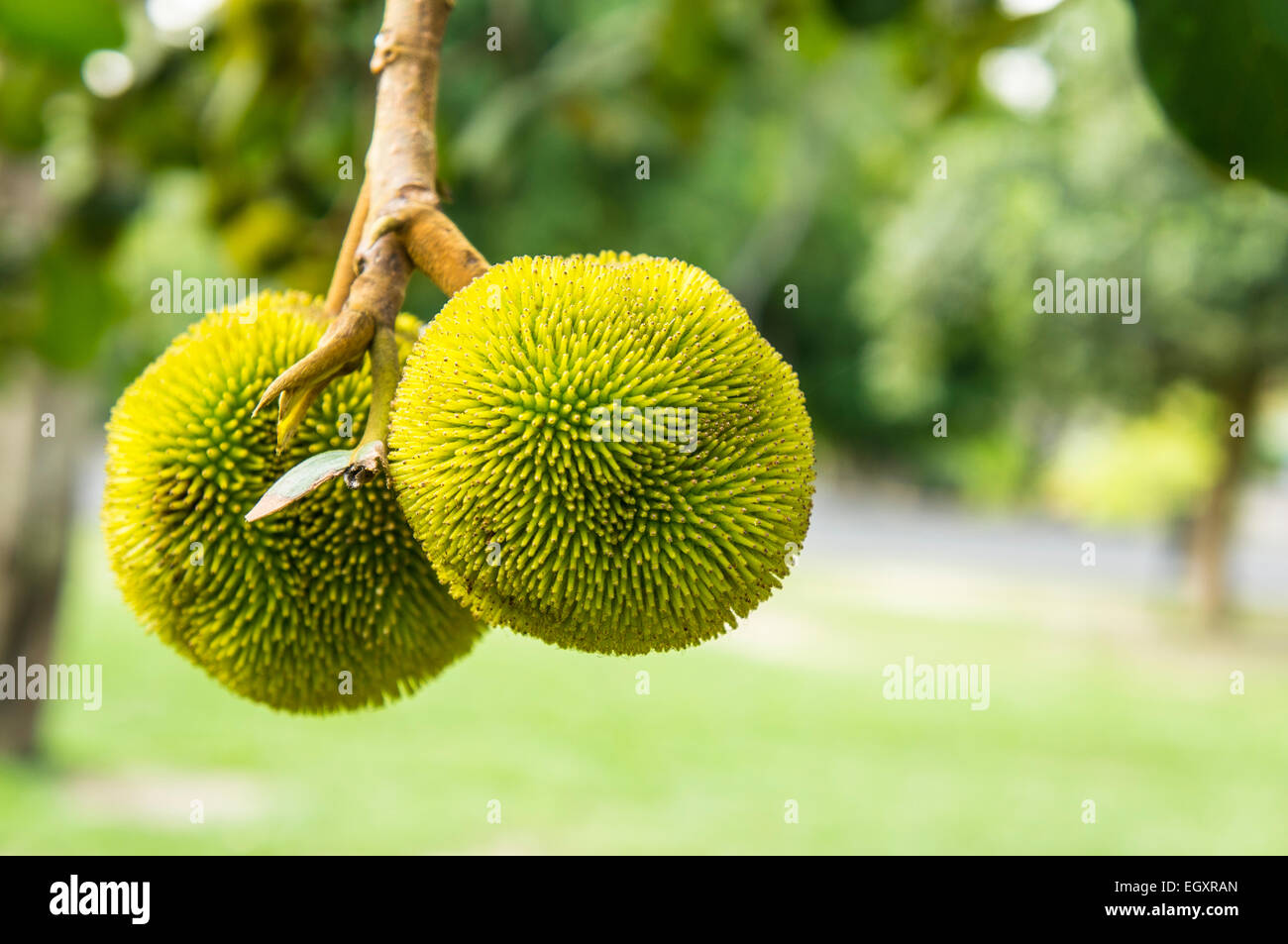 baby jackfruit tree plant concept Stock Photo