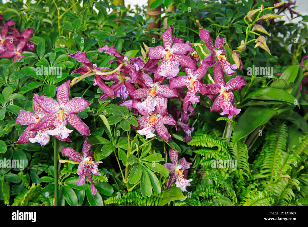 Oncidium orchid hybrid. Stock Photo