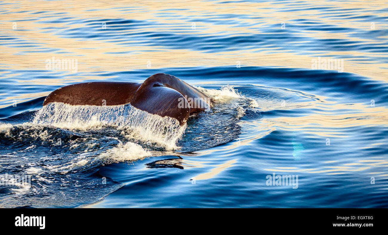 Diving humpback whale in the Skjalfandi Bay in Northern Iceland Stock ...