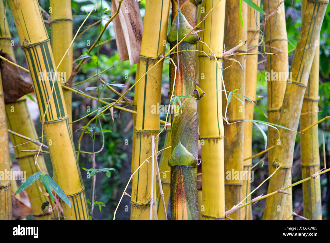 Bamboo jungle hi-res stock photography and images - Alamy