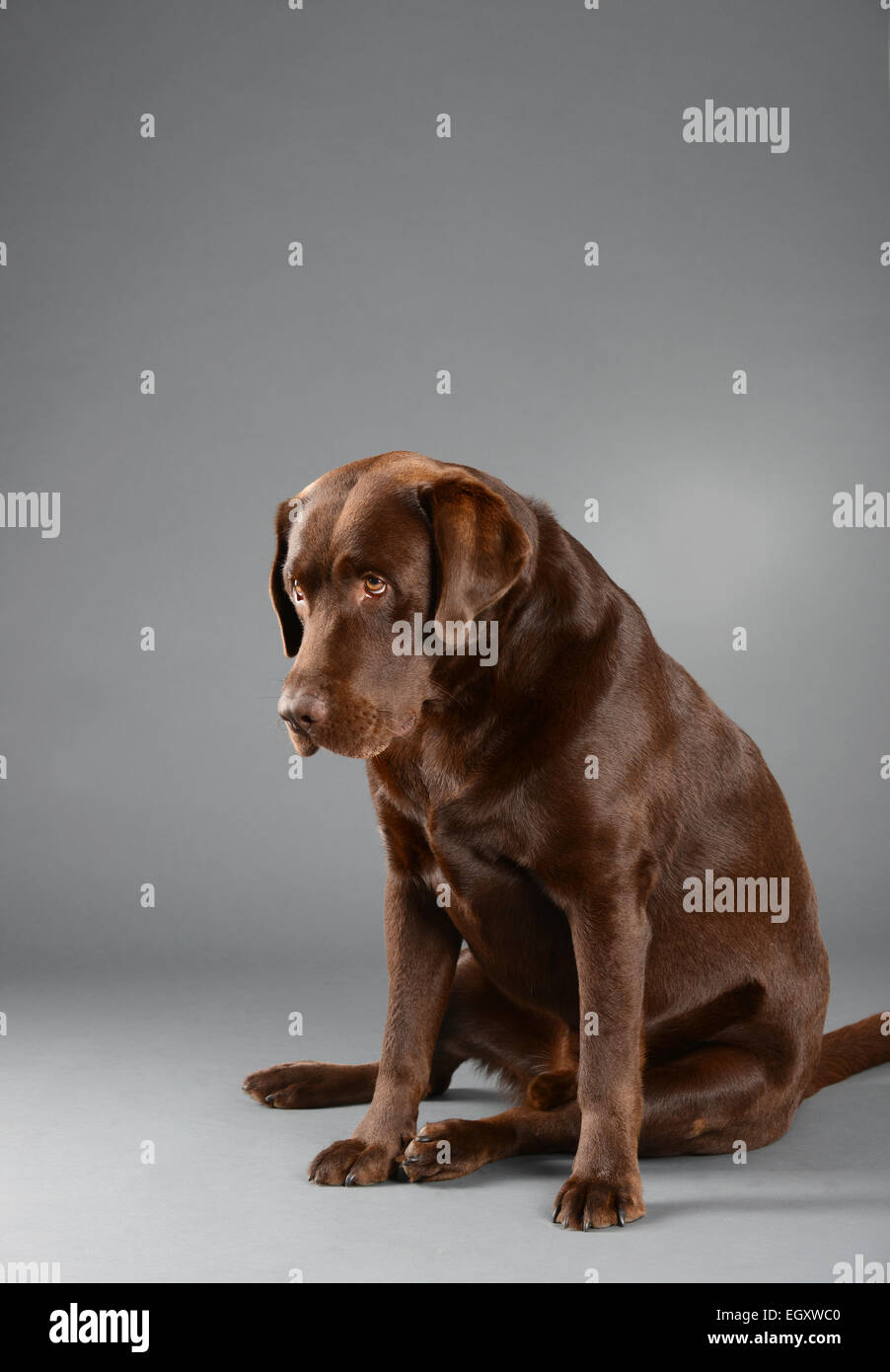 A brown chocolate Labrador dog looking sad and sitting on a gray background. Stock Photo