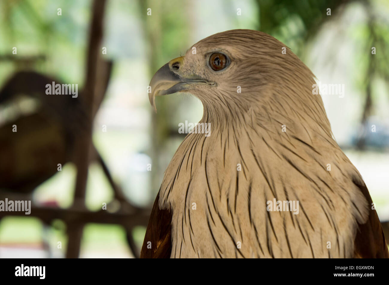 hawk bird of prey hunting pet concept Stock Photo Alamy
