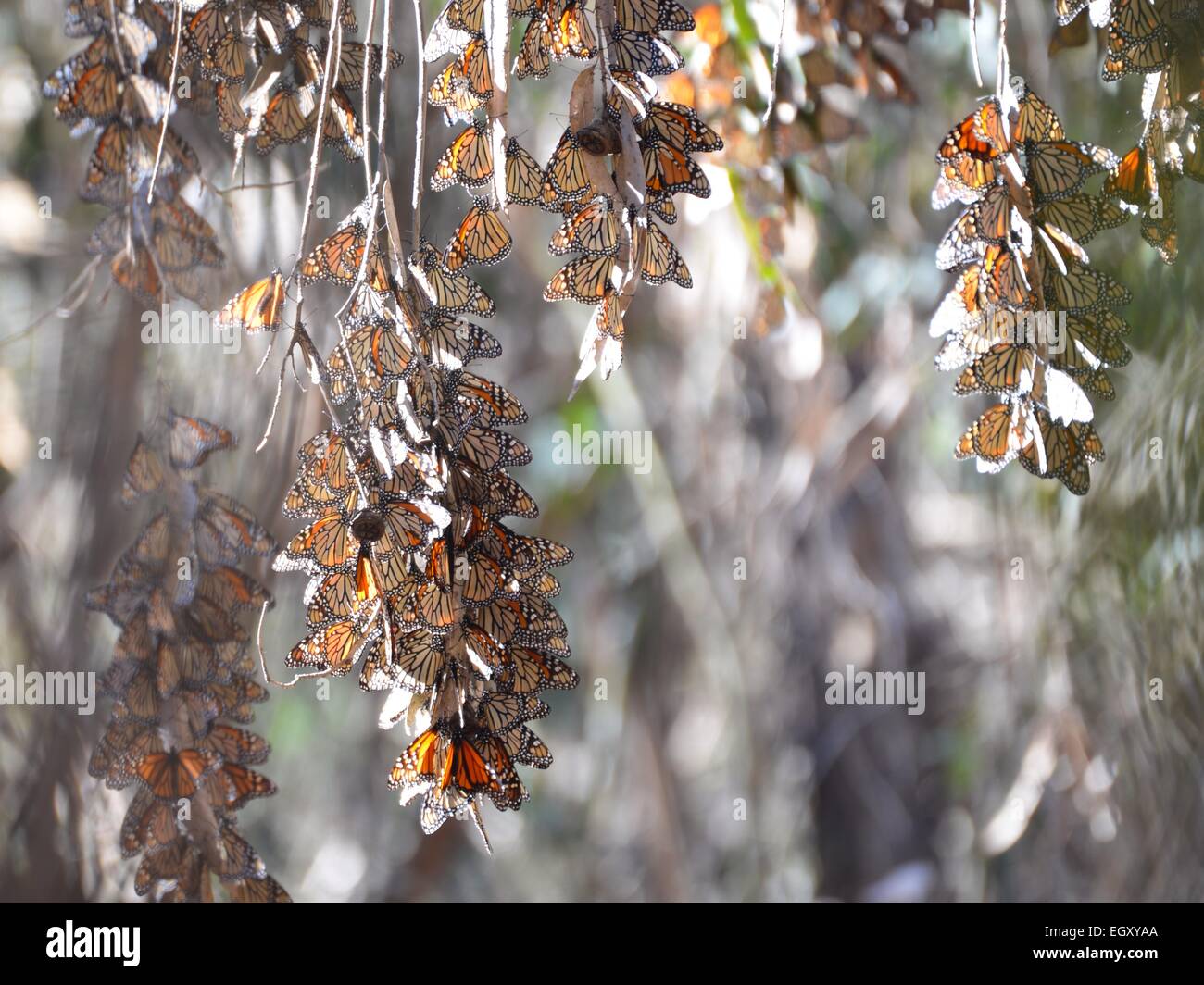 Monarch butterfly clusters waking up to the morning light Stock Photo
