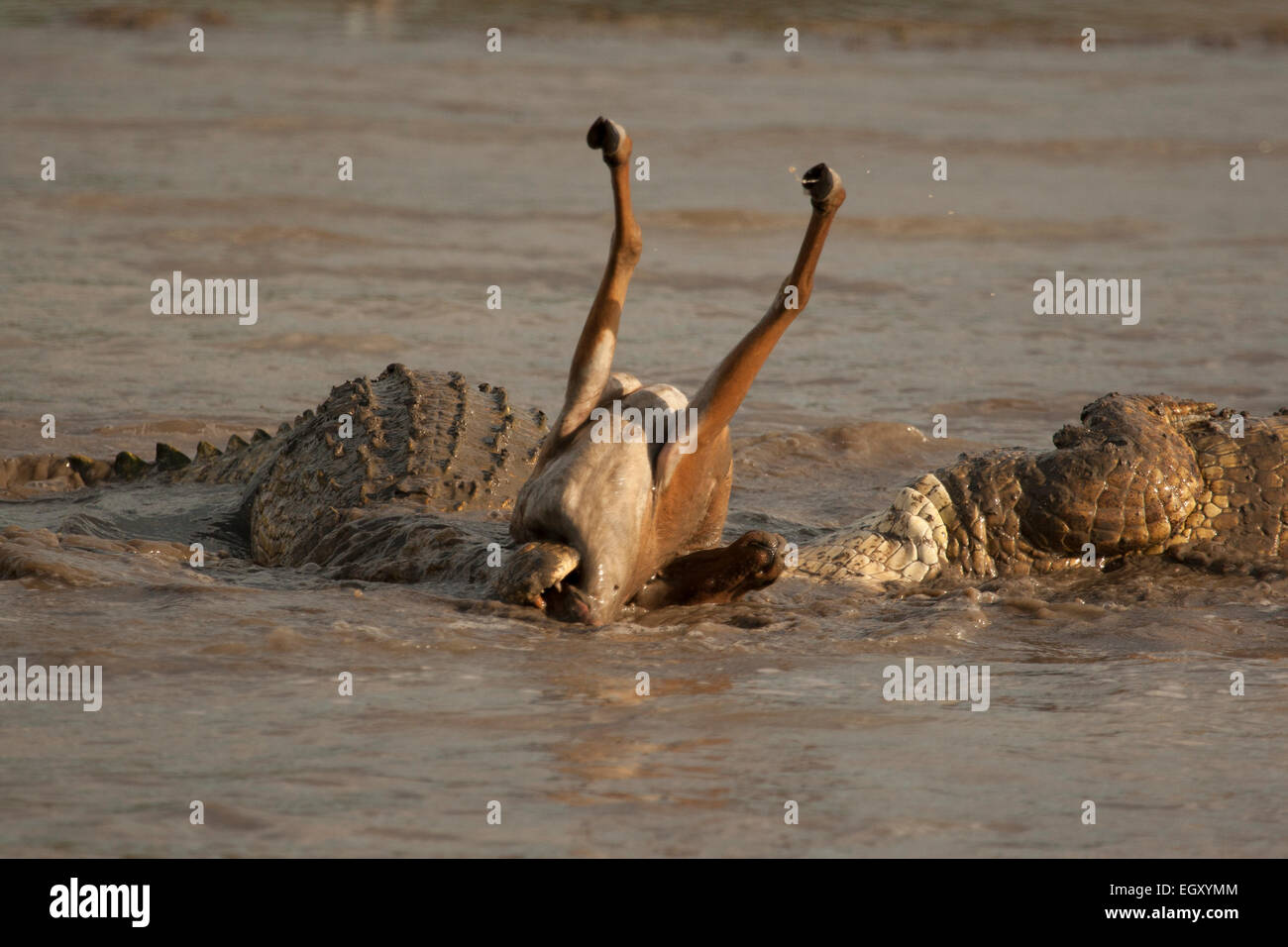 Two Crocodiles eating a Impala in a Lake Stock Photo