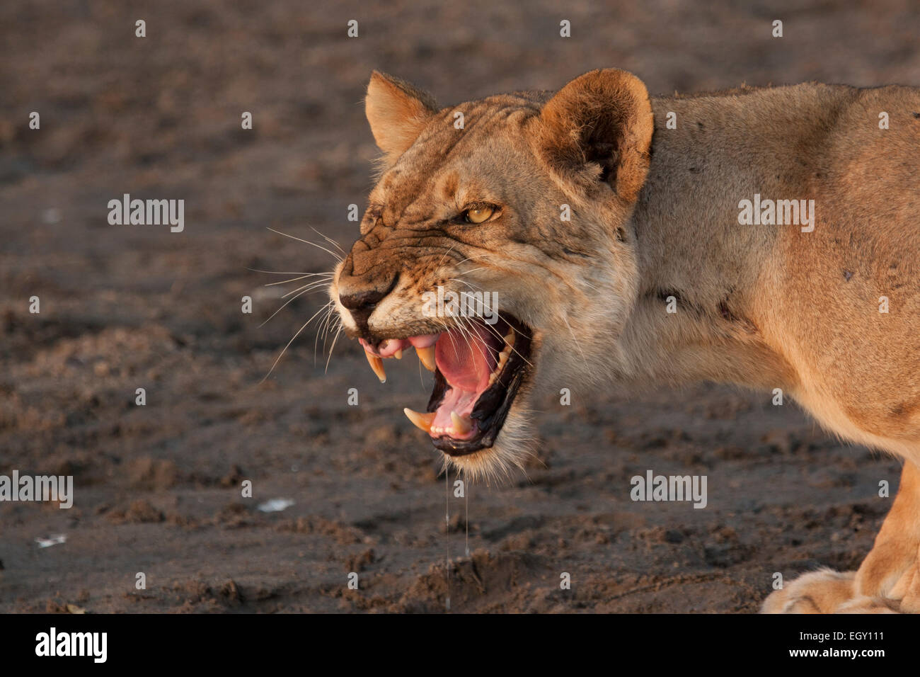Lioness (Panthera leo) growling Stock Photo