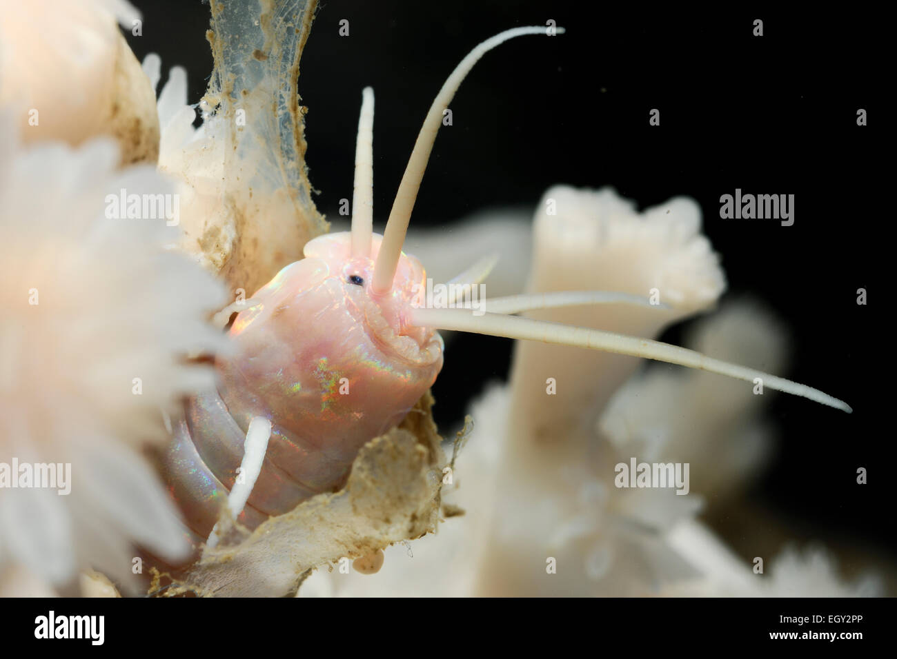 The polychaete worm Eunice norvegica forms a significant symbiosis with