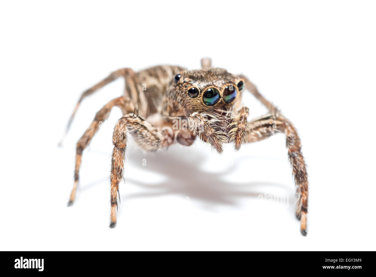 jumping spider on white background Stock Photo