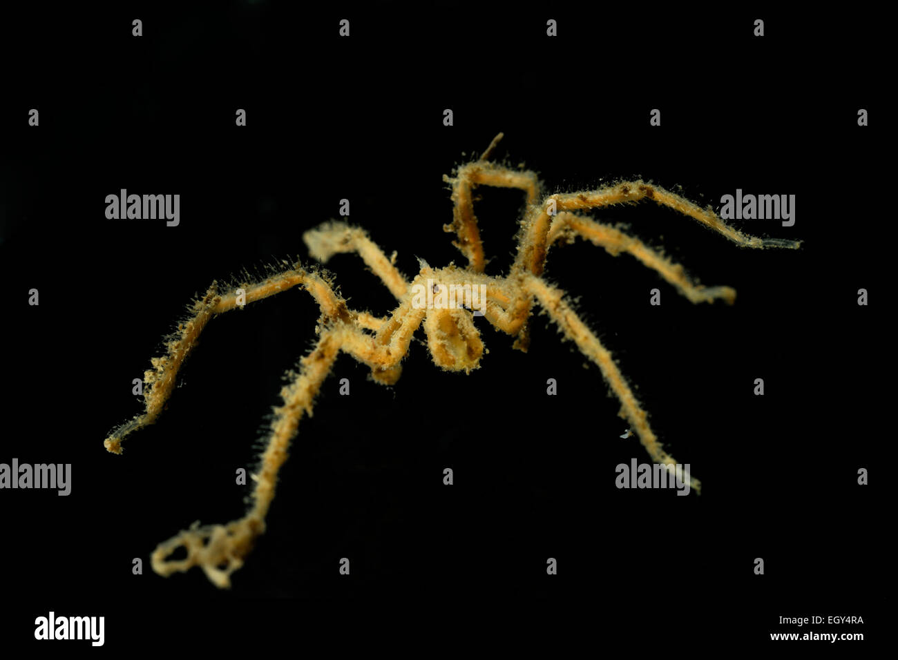 Despite their English name the sea spider (or Pycogonid , Nymphon gracile)  is an arthropod that is not related to terrestrial s Stock Photo