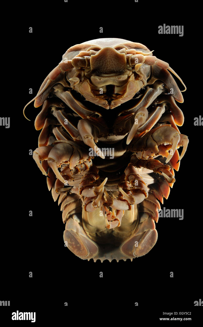 Giant deep-sea isopod (Bathynomus giganteus) Picture was taken in cooperation with the Zoological Museum University of Hamburg | Stock Photo