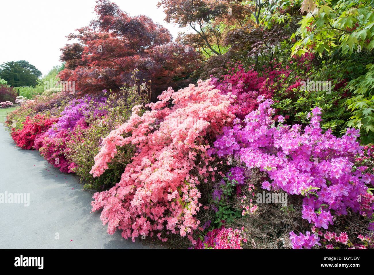 flowers and garden of Exbury house Hampshire Stock Photo